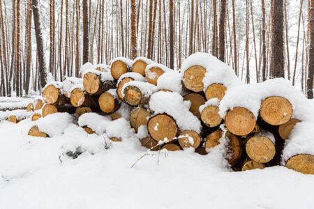 wooden log store under snow in winter pine forestの写真素材