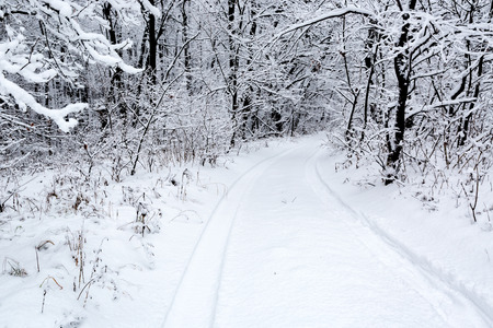 landscape with pathway in winter forestの写真素材