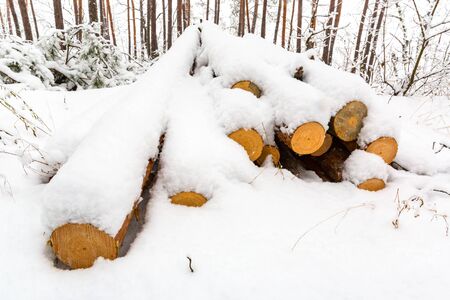 Wooden logs in winter pine forestの写真素材