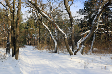Road in winter forest among oak treesの写真素材