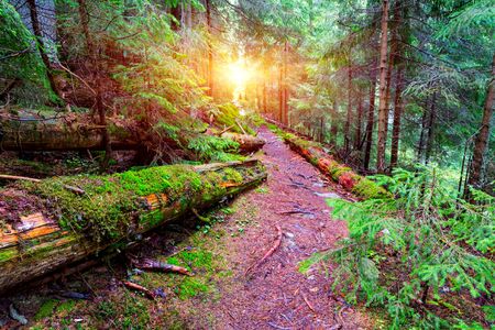 patway among old woods in deep forestの写真素材