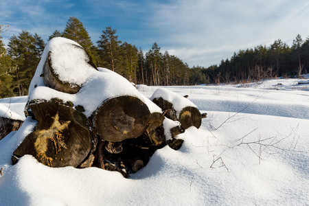 old wooden logs on winter meadow in forestの写真素材