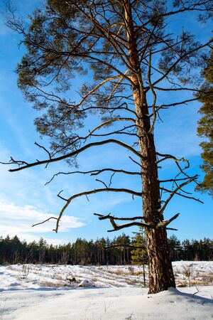 pine tree in winter forest on blue sky backgroundの写真素材