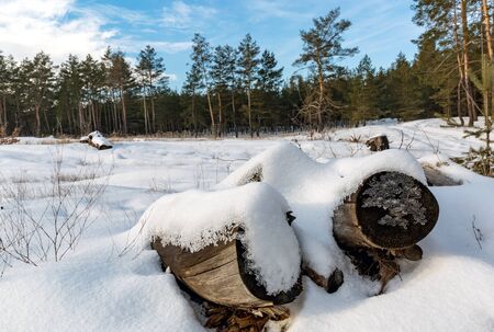 winter landscape in forest meadowの写真素材