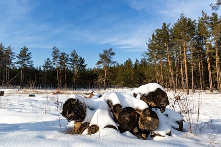 winter landscape with old logs under snow on meadow in forestの写真素材