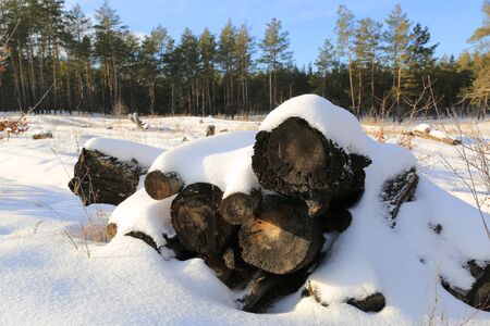 woden logs under snow in forest in nice winter dayの写真素材