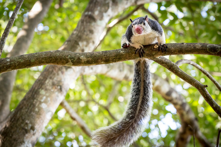 Funny Grizzled Giant Squirrel among trees in jungleの写真素材