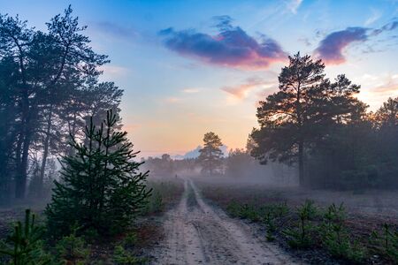 misty landscape with rural road in pine forestの写真素材