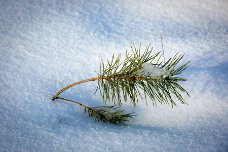 small pine twig in snowの写真素材