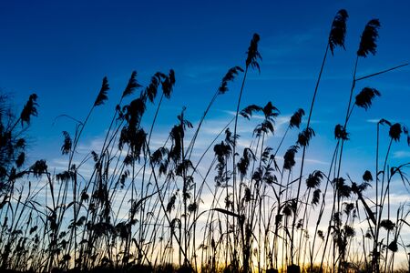dry cane on dark blue sky background in evening timeの写真素材