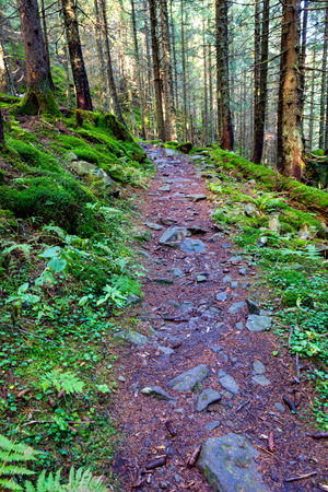 Pathway in green carpathian forestの写真素材