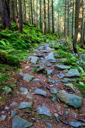 Mountains pathway in green forestの写真素材