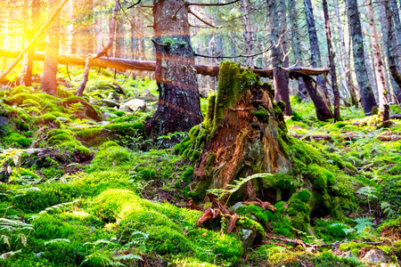 old covered green moss stump in forestの写真素材