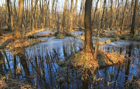 spring scene with swamp in bogの写真素材
