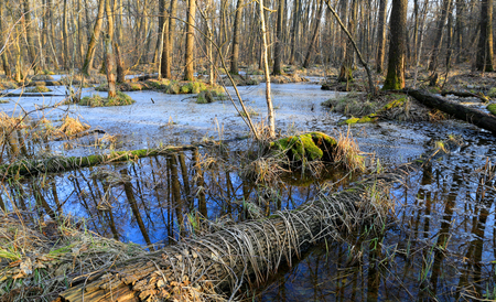 early spring time in wild forestの写真素材