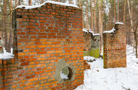 ruin of building in winter pine forestの写真素材