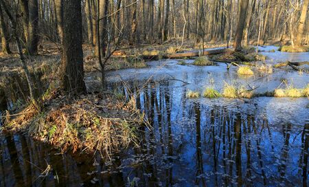 bog in deep forest in spring timeの写真素材
