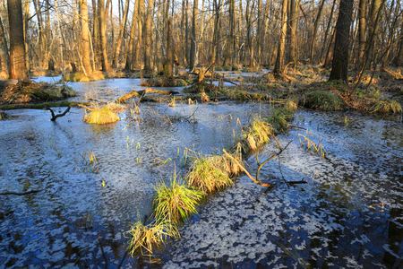 spring landscape in deep forestの写真素材