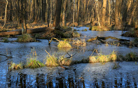erly spring time on forest bogの写真素材
