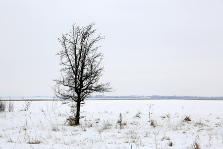 Alone tree on winter meadowの写真素材