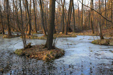 Spring landscape with bog in forestの写真素材
