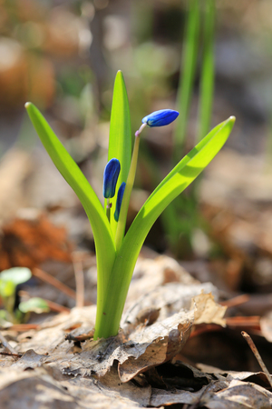 scilla bifolia spring flowers in sunny dayの写真素材