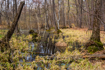 ealry spring time in deep forestの写真素材