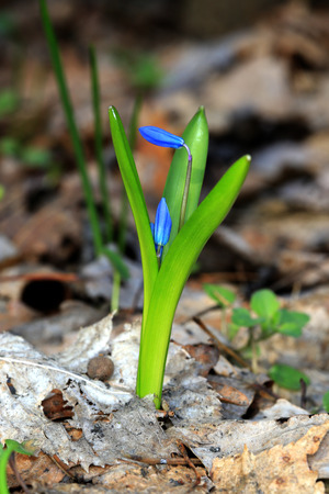 nice spring flowers in forestの写真素材