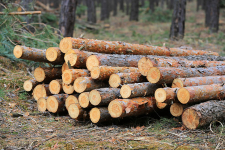 wooden logs store in pine forestの写真素材