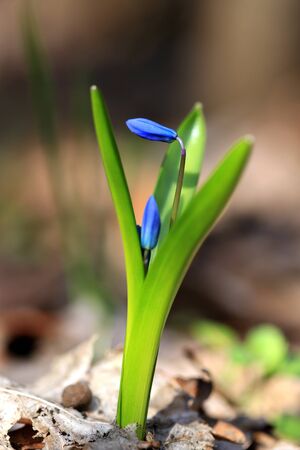 nice first spring flowers - scilla bifoliaの写真素材