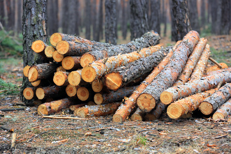 pine wooden logs in forestの写真素材