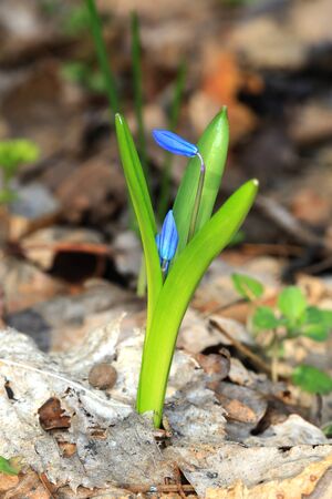 small spring flowers in forest - scilla bifoliaの写真素材