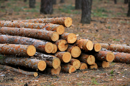 wooden logs in pine forestの写真素材