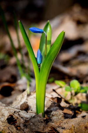 nice blue spring flowers in forest - scilla bifoliaの写真素材