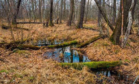 wet swamp in early spring forestの写真素材