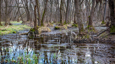 deep forest in early spring timeの写真素材