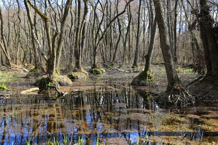 Flooded trees in spring forestの写真素材