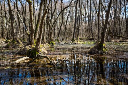 spring landscape on bog in forestの写真素材