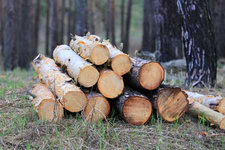 Wooden logs in pine forestの写真素材