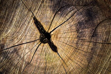 cut tree saw texture - abstract natural backgroundの写真素材