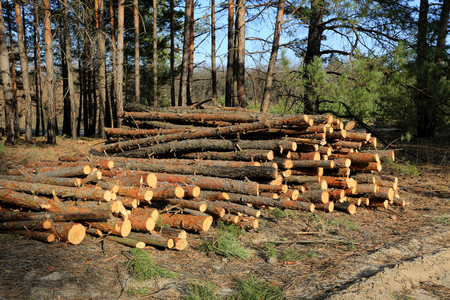 scene with wooden logs in pine forest の写真素材