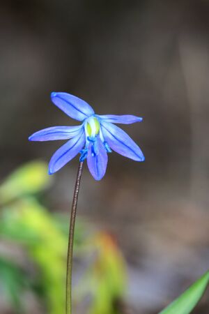 Nice wild spring flower - scilla bifoliaの写真素材