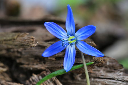small wild blue flower in forest - scilla bifoliaの写真素材