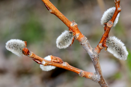 Branch of willow with buds in spring timeの写真素材