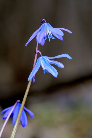 Nice abstract wild flowers scilla bifoliaの写真素材