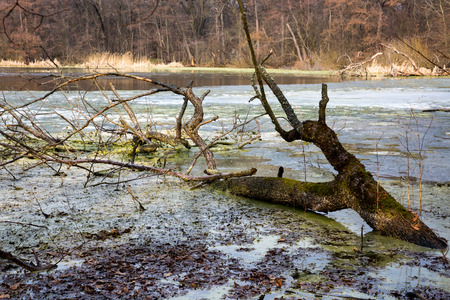landscape with old dead tree in swampの写真素材