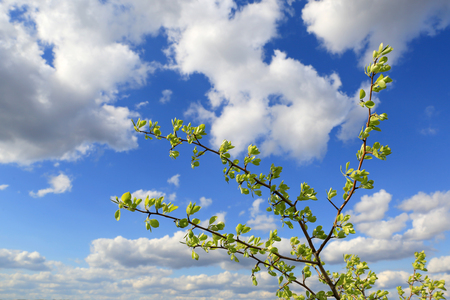 abstract green twig on nice clouds in sky backgroundの写真素材