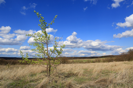Small tree in steppe in sunny spring dayの写真素材