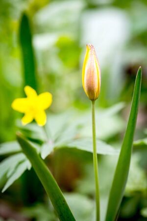 Wild yellow tulip in the spring forestの写真素材