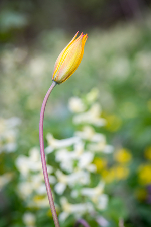 small wild flower in forest - yellow tulipの写真素材